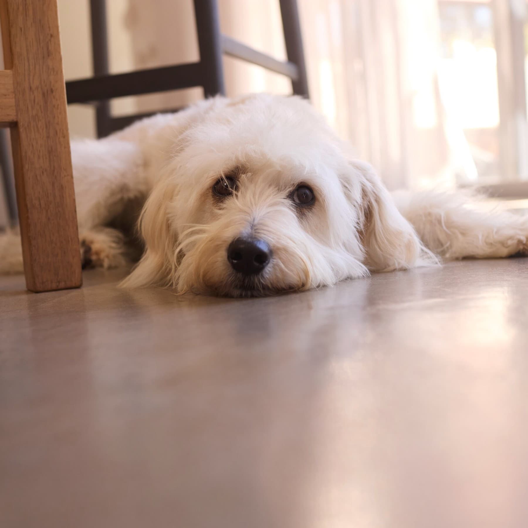 Evde serin zeminde uzanmış bir köpek