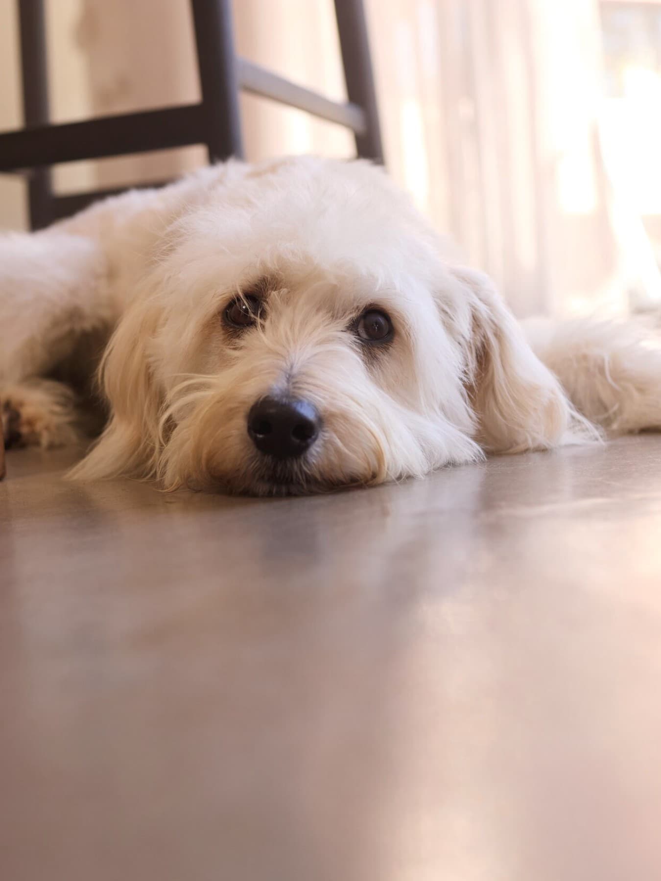 Evde serin zeminde uzanmış bir köpek